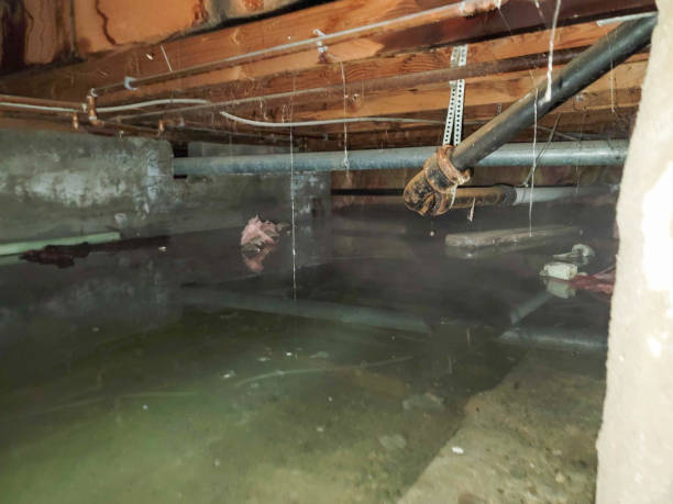 Best Local water damage restoration  in Tontitown, AR